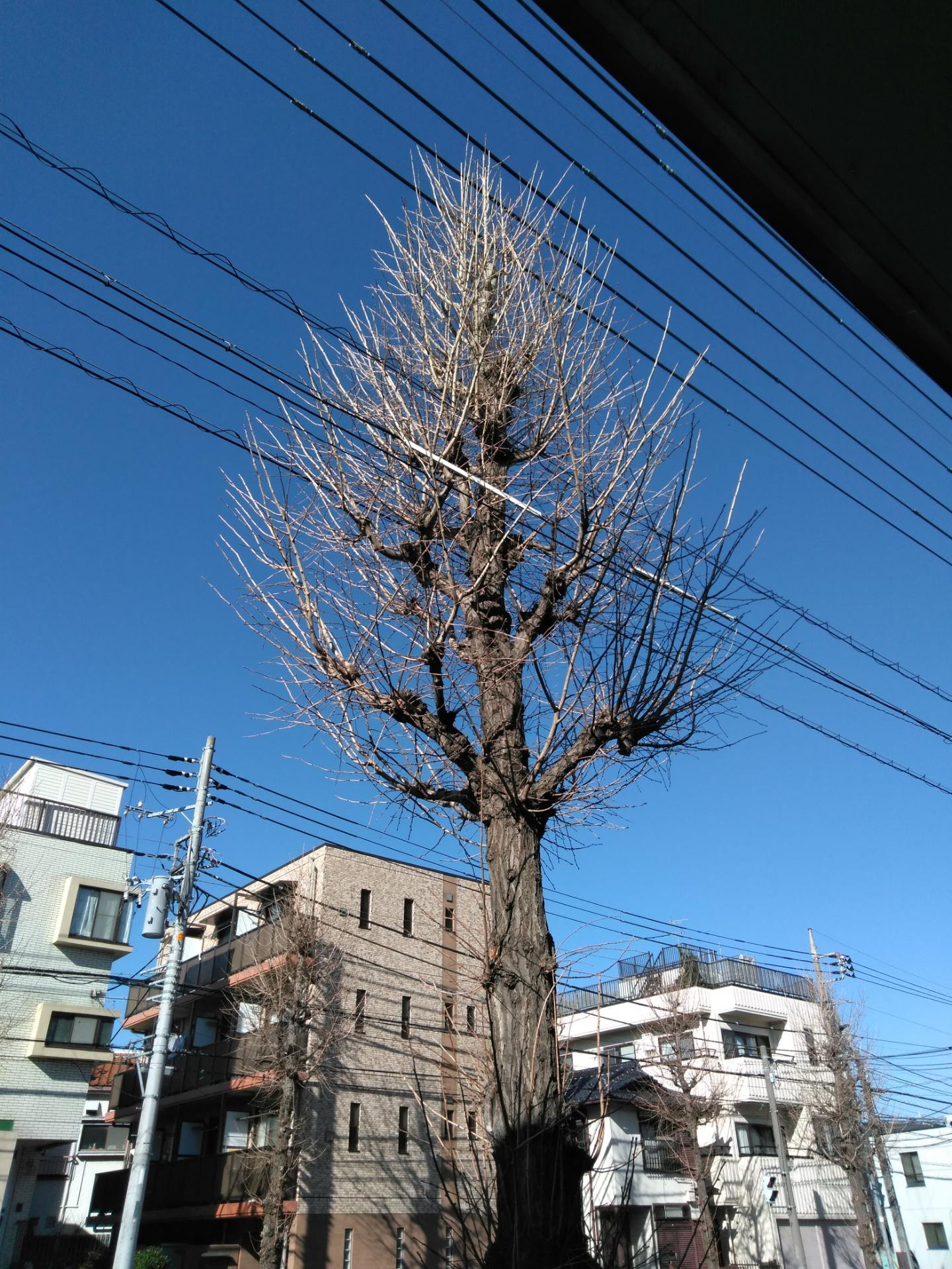 いちょうの木の剪定